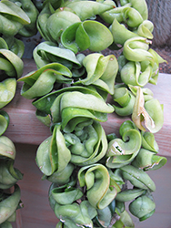 Hindu Rope Plant (Hoya carnosa 'Compacta') at Sargent's Nursery