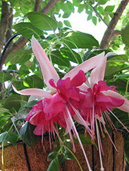 Bella Rosella Fuchsia (Fuchsia 'Bella Rosella') at Sargent's Nursery