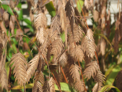 Northern Sea Oats (Chasmanthium latifolium) at Sargent's Nursery