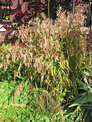 Northern Sea Oats (Chasmanthium latifolium) at Sargent's Nursery