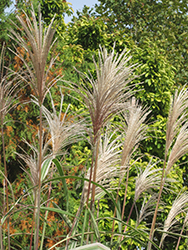 Variegated Silver Grass (Miscanthus sinensis 'Variegatus') at Sargent's Nursery