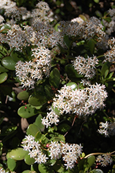 Jade Plant (Crassula ovata) at Sargent's Nursery