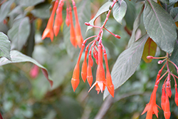 Gartenmeister Fuchsia (Fuchsia 'Gartenmeister Bonstedt') at Sargent's Nursery