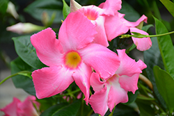 Sun Parasol Pretty Pink Mandevilla (Mandevilla 'Sun Parasol Pretty Pink') at Sargent's Nursery