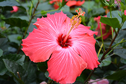 Painted Lady Hibiscus (Hibiscus rosa-sinensis 'Painted Lady') at Sargent's Nursery