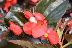 Whopper Red Bronze Leaf Begonia (Begonia 'Whopper Red Bronze Leaf') at Sargent's Nursery