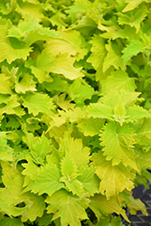 Wasabi Coleus (Solenostemon scutellarioides 'Wasabi') at Sargent's Nursery