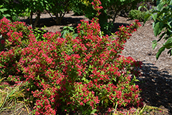Sonic Bloom Red Reblooming Weigela (Weigela florida 'Verweig 6') at Sargent's Nursery