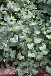 Silver Falls Dichondra (Dichondra argentea 'Silver Falls') at Sargent's Nursery