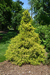 Golden Mop Falsecypress (Chamaecyparis pisifera 'Golden Mop') at Sargent's Nursery