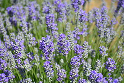 Munstead Lavender (Lavandula angustifolia 'Munstead') at Sargent's Nursery