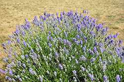 Munstead Lavender (Lavandula angustifolia 'Munstead') at Sargent's Nursery