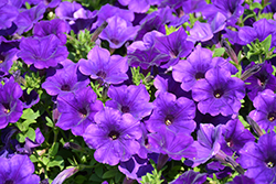 Supertunia Royal Velvet Petunia (Petunia 'Supertunia Royal Velvet') at Sargent's Nursery