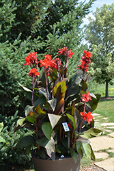 Toucan Scarlet Canna (Canna 'Toucan Scarlet') at Sargent's Nursery