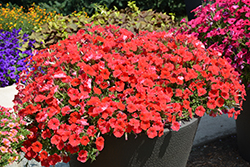 Supertunia Really Red Petunia (Petunia 'Sunremi') at Sargent's Nursery