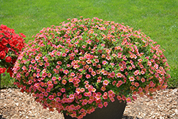 Superbells Tropical Sunrise Calibrachoa (Calibrachoa 'INCALTRSUN') at Sargent's Nursery