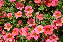 Superbells Tropical Sunrise Calibrachoa (Calibrachoa 'INCALTRSUN') at Sargent's Nursery