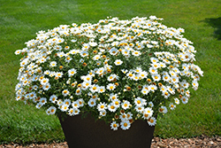 Pure White Butterfly Marguerite Daisy (Argyranthemum frutescens 'G14420') at Sargent's Nursery