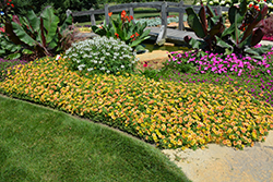 Supertunia Honey Petunia (Petunia 'Supertunia Honey') at Sargent's Nursery
