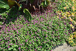 Lil' Forest Plum Bachelor Button (Gomphrena 'SAKGOM004') at Sargent's Nursery