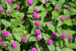 Lil' Forest Plum Bachelor Button (Gomphrena 'SAKGOM004') at Sargent's Nursery