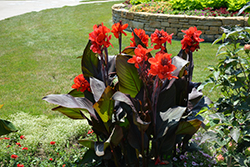 Toucan Scarlet Canna (Canna 'Toucan Scarlet') at Sargent's Nursery