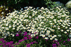 Pure White Butterfly Marguerite Daisy (Argyranthemum frutescens 'G14420') at Sargent's Nursery