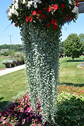 Silver Falls Dichondra (Dichondra argentea 'Silver Falls') at Sargent's Nursery