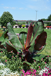 Red Banana (Ensete ventricosum 'Maurelii') at Sargent's Nursery