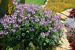 Senorita Rosalita Spiderflower (Cleome 'Inncleosr') at Sargent's Nursery