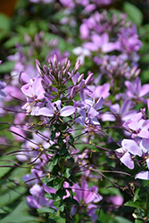 Senorita Rosalita Spiderflower (Cleome 'Inncleosr') at Sargent's Nursery