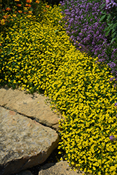 Gold Dust Mecardonia (Mecardonia 'Gold Dust') at Sargent's Nursery