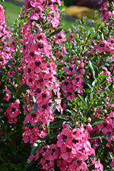 Angelface Perfectly Pink Angelonia (Angelonia angustifolia 'Balang15434') at Sargent's Nursery