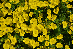 Gold Dust Mecardonia (Mecardonia 'Gold Dust') at Sargent's Nursery