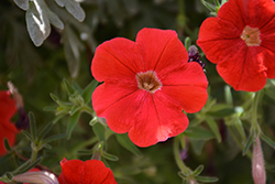 Supertunia Really Red Petunia (Petunia 'Sunremi') at Sargent's Nursery