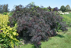 Black Lace Elder (Sambucus nigra 'Eva') at Sargent's Nursery