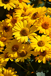 Tuscan Sun False Sunflower (Heliopsis helianthoides 'Tuscan Sun') at Sargent's Nursery