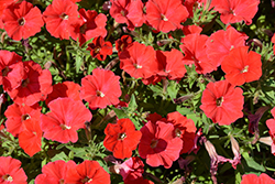 Supertunia Really Red Petunia (Petunia 'Sunremi') at Sargent's Nursery