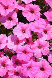 Supertunia Vista Bubblegum Petunia (Petunia 'Supertunia Vista Bubblegum') at Sargent's Nursery