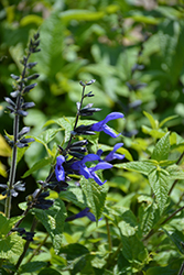 Black And Blue Anise Sage (Salvia guaranitica 'Black And Blue') at Sargent's Nursery