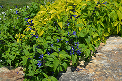 Black And Blue Anise Sage (Salvia guaranitica 'Black And Blue') at Sargent's Nursery