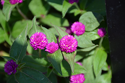 Lil' Forest Plum Bachelor Button (Gomphrena 'SAKGOM004') at Sargent's Nursery