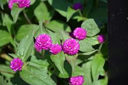 Lil' Forest Plum Bachelor Button (Gomphrena 'SAKGOM004') at Sargent's Nursery