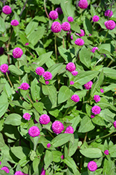 Lil' Forest Plum Bachelor Button (Gomphrena 'SAKGOM004') at Sargent's Nursery