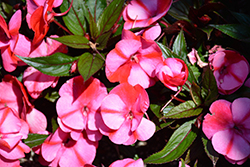 Infinity Blushing Crimson New Guinea Impatiens (Impatiens hawkeri 'Kiamuna') at Sargent's Nursery