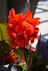 Toucan Scarlet Canna (Canna 'Toucan Scarlet') at Sargent's Nursery