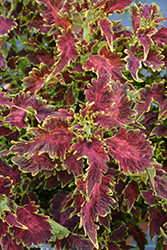 Vulcan Coleus (Solenostemon scutellarioides 'Vulcan') at Sargent's Nursery