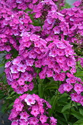 Grape Lollipop Garden Phlox (Phlox paniculata 'Ditomsur') at Sargent's Nursery