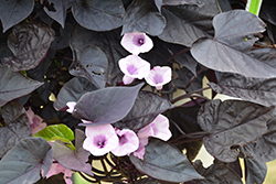 Sweet Caroline Sweetheart Jet Black Sweet Potato Vine (Ipomoea batatas 'NCORNSP-021SHJB') at Sargent's Nursery