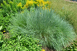 Prairie Blues Bluestem (Schizachyrium scoparium 'Prairie Blues') at Sargent's Nursery